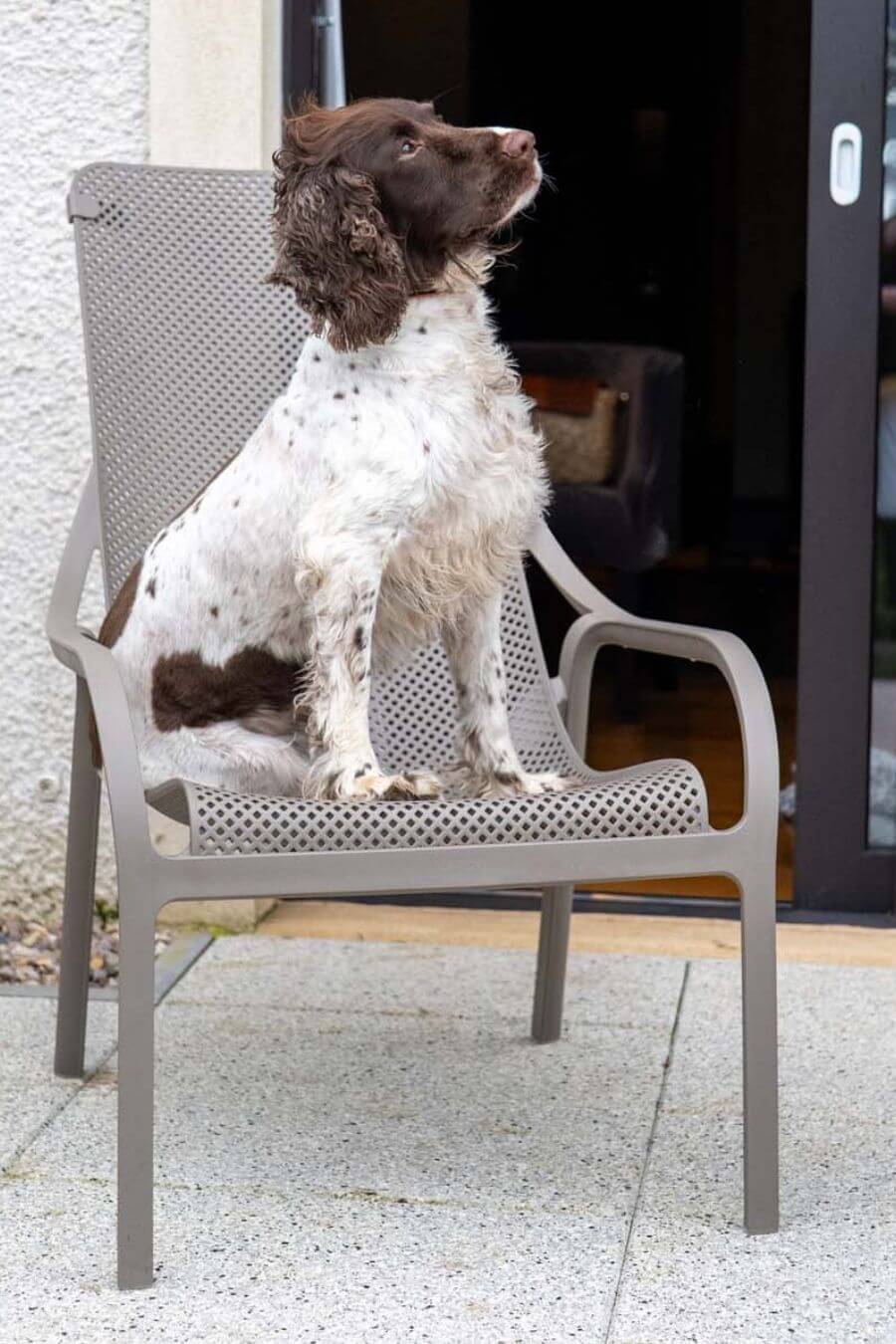 Dog Friendly Rooms with Terrace