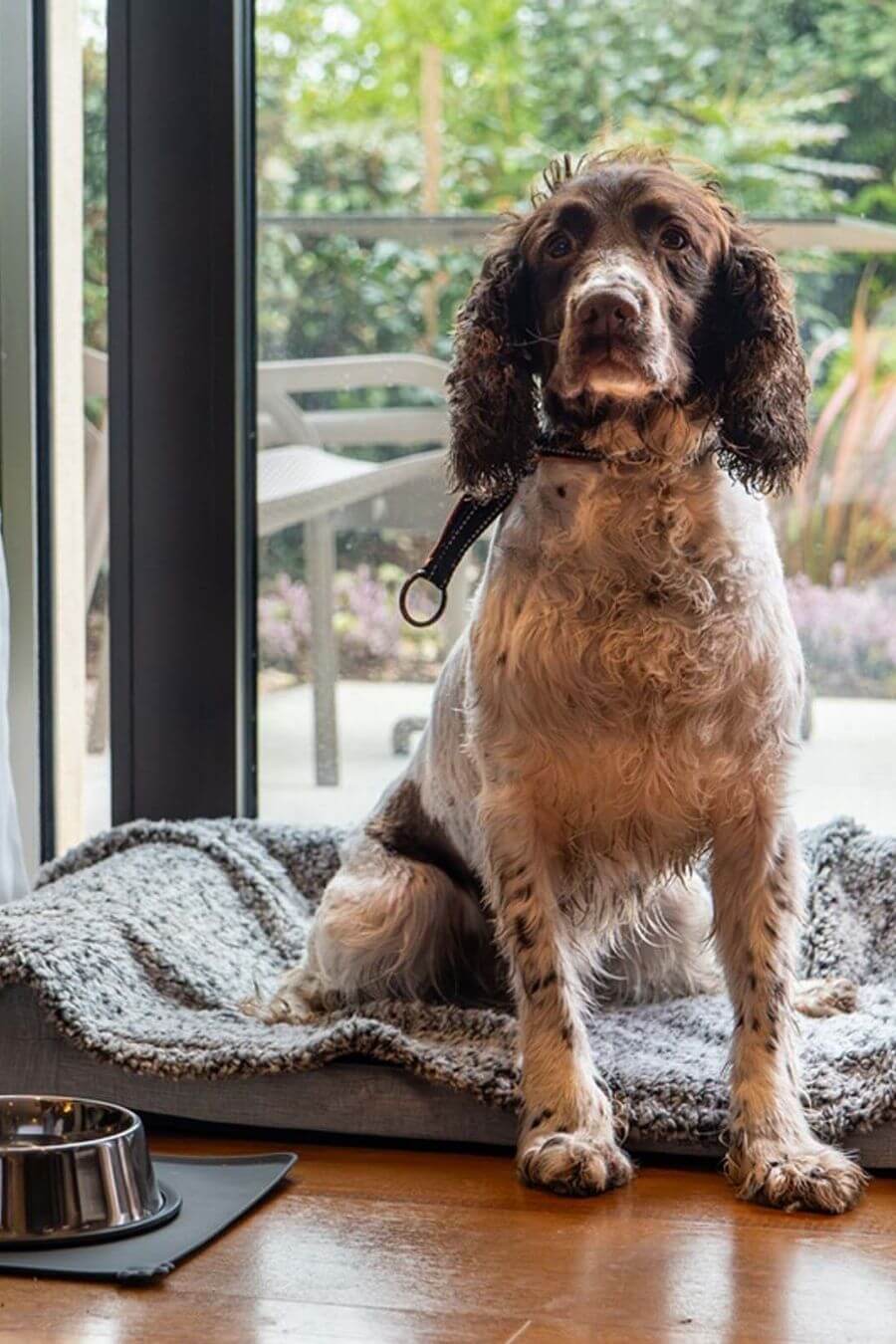 Twr y Felin Hotel Dog Friendly Rooms