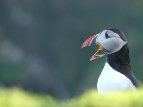 The Birds of Skomer Island – Thursday 1st of June
