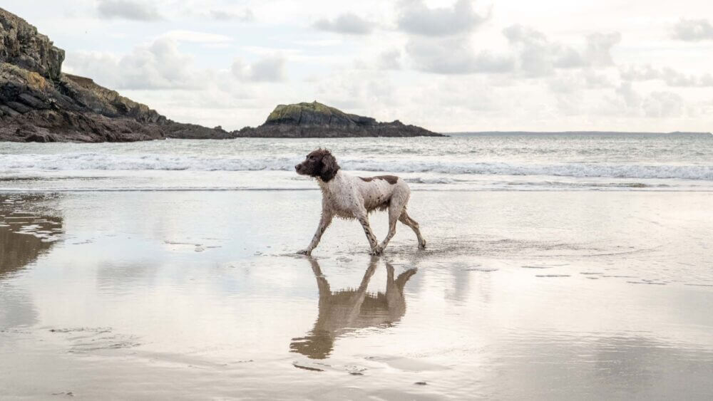Dog Friendly all year, Caerfai Bay
