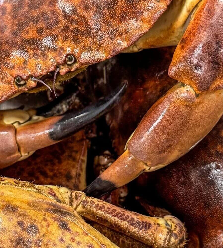 Freshly Caught Solva Crab