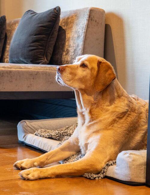 So your furry friend feels at home