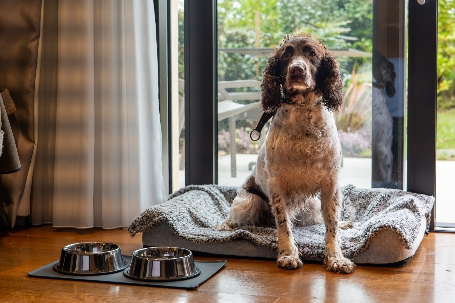 Dog-Friendly Stays at Twr y Felin