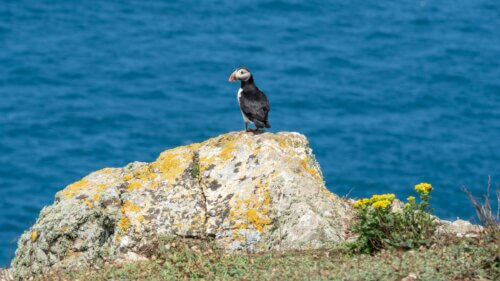 Discover Skomer Island